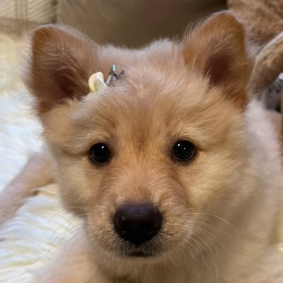 missiwwble's profile picture. SONE | EXO-L | INSOMNIA | BLINK | BLOOM | ONCE | MY | MYDAY | REVELUV | FEARNOT | DIVE | MIDZY | ONEDOOR | BUNNIES | NSWER | CARAT | STAY
basta multistan