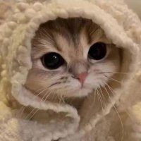 ءالآء 🇵🇸 (@alaa_ibrahim9) 's Twitter Profile