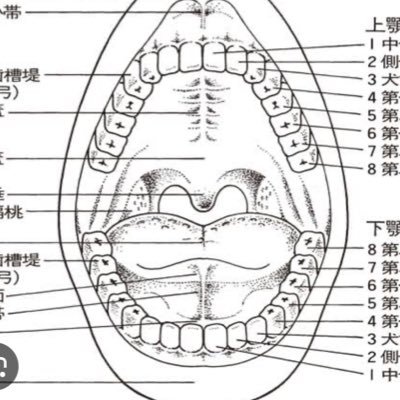 asdf1131276's profile picture. 大阪 筋肉質 18cm