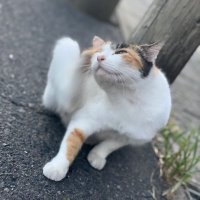A (@10_aaa_10) 's Twitter Profile
