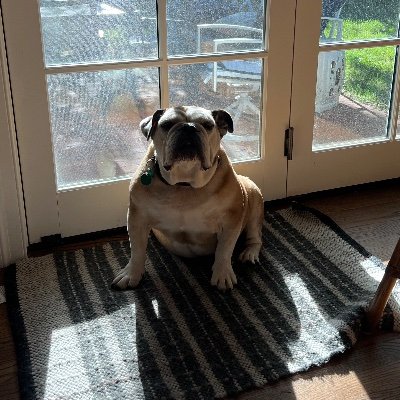 dbweinger's profile picture. I stand with 🇮🇱, in case you can’t tell.
🇺🇸