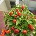 🌶️... (@pillye2) Twitter profile photo 🌶️... (@pillye2) Twitter profile photo