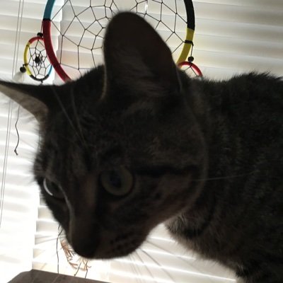 ChandlerAu68514's profile picture. Hi! I’m Chandler, but I prefer my middle name Rae. Pronouns are she/her/they/them. I’m a voice actor and writer in the works. I hope to get to work with newboos