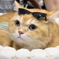 มิเรอิ (@mireiluvh) 's Twitter Profile