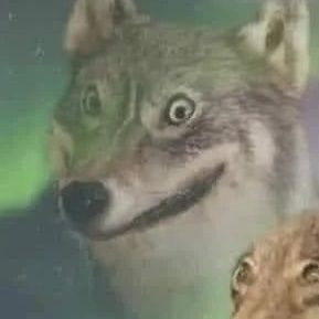 borgia_cea82250's profile picture. Figured out X well mostly anyway, met a lot of people and it was great, also met a lot of bots🤖.Illuminati also invited me twice👀, and Elon has lots accounts