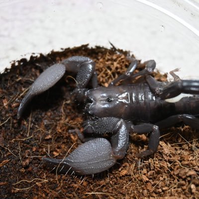 どうもクソです 節足動物とポケモンとアンダーテールを勝手に愛してる学生 自分をフォローするとTLに虫が流れてきますがそれでもいいならフォローお願いします(基本フォロバする) 半雑多になりつつある奇虫メインの垢です 推しはヤイトムシとシロアリモドキとイトグモ