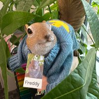 Freddy (@kmsfreddy) 's Twitter Profile