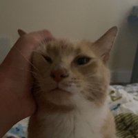 mango (@mang0hd) 's Twitter Profile Photo mango (@mang0hd) 's Twitter Profile Photo