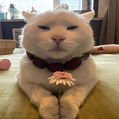 polyduekes's profile picture.