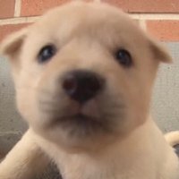 양도 (@jkyangdo) 's Twitter Profile