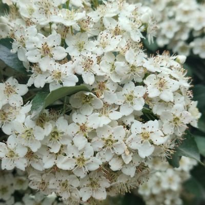 RocioCapua's profile picture. 