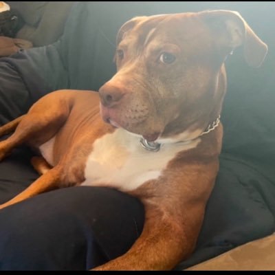 Pitbull Buddycoin: First Dog Meme Coin with a Purpose! Introducing Pitbull Buddycoin, revolutionary cryptocurrency designed to give a voice to furry friends