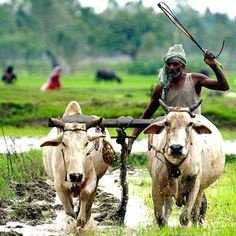 oldvillagers's profile picture. उम्र का तग़ाजा है सारे सामाजिक फैसले ऊपर रखी फ़ावली के बेसे से होगे 〰️
बुड्ढा जमींदार