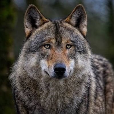 cenkpaa76457819's profile picture. 