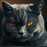 SCDC (@scdc) 's Twitter Profile