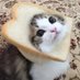 ★IkuoTheGatto★ (@ikuothegatto) Twitter profile photo ★IkuoTheGatto★ (@ikuothegatto) Twitter profile photo
