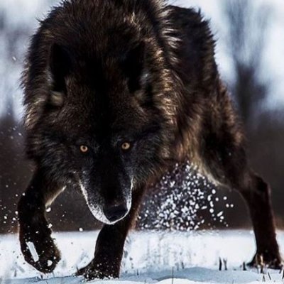 YoungWallSt's profile picture. 