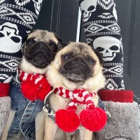 Zombie Pug & Crowley aka Lil C (@igorpugdog) 's Twitter Profile Photo Zombie Pug & Crowley aka Lil C (@igorpugdog) 's Twitter Profile Photo