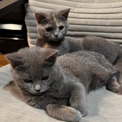 searacha134's profile picture. 編み物が好きで、ほぼ毎日隙間時間で何かを編んでいます。編み物がお好きな方々の作品を見るのも好きなのでTwitterを眺めています。YouTubeチャンネルも運営中。無言フォロー失礼します。