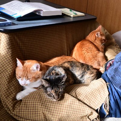 ★我が家の保護猫トリオ・オトラ&チャイ&ミーちゃんを主にUP
◆Blog◆ https://t.co/lOmPtAu8l3
🐾【ネコノミカタ】(2016.12~2024.9保護猫施設) 元店主
🐾二級愛玩動物飼養管理士
#保護猫 #写真 #カメラ #京都 #本 #山 #自然 #ハイキング #NOWAR