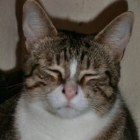 MauBast777 (@maubast777) 's Twitter Profile