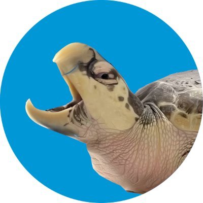 The most resilient turtle on $SUI 💧 $BOEIER is built different 🐢
The Kemp’s ridley sea turtles dip is real - let’s pump it back to life !