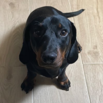 PanchoSalchi18's profile picture. Un teckel canario 🐾