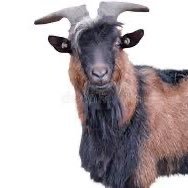 alldayerrydayok's profile picture. just engaging in various conversation topics most people on this app are not serious people