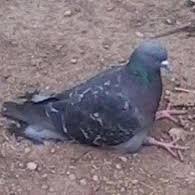 Birb Shenaningans (@somesortofbirb) 's Twitter Profile