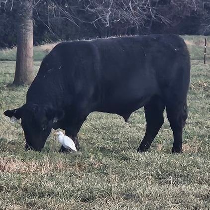 FarmerChewy's profile picture. Just here for some laughs