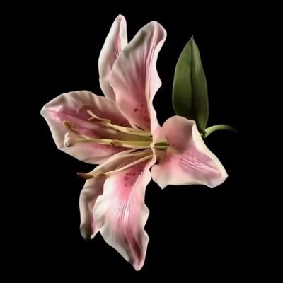 Loo7lyy's profile picture. -شمسها تسبق الشمس بنهار-