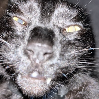 BenisStake's profile picture. 21 Aspiring (Work in Progress) Furry Artist. I repost lots of gooner art --NO MINORS--