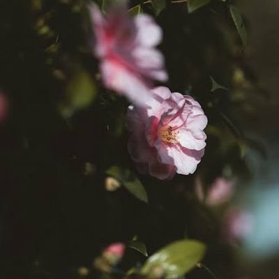 waqasmajeed7823's profile picture. follow me I will be follow back imigately