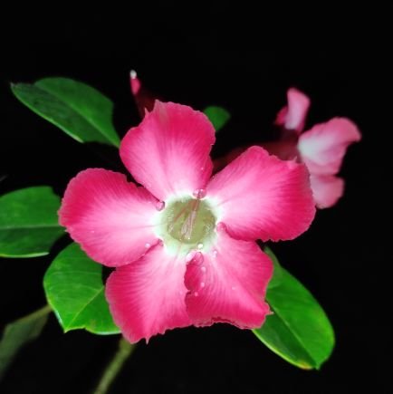 Nafa_zm's profile picture. 