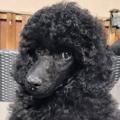 ianonthelam's profile picture. 