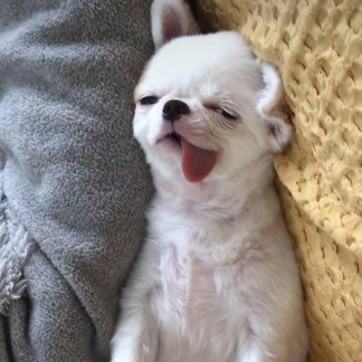 imsapiwisjoy's profile picture. 