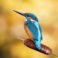 Andrea $ue Johnson (@eff2govunion) 's Twitter Profile Photo