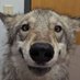 underdogo (@underdogo68450) Twitter profile photo underdogo (@underdogo68450) Twitter profile photo