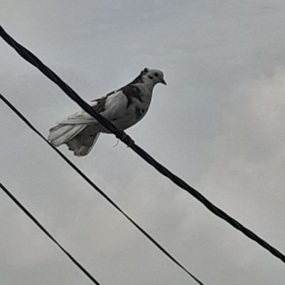 renerale10's profile picture. 