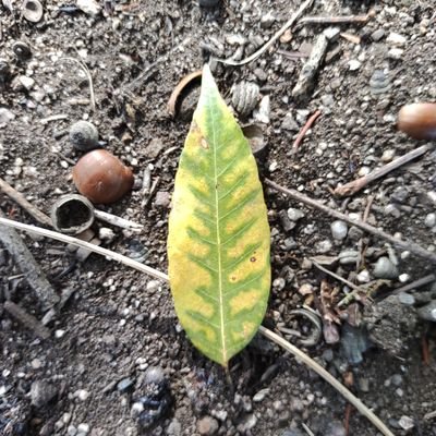 writer_irodori's profile picture. しがないライター。呟いたり呟かなかったりします。