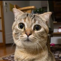 くーちゃん (@vfq8og7f4blwzxz) 's Twitter Profile Photo くーちゃん (@vfq8og7f4blwzxz) 's Twitter Profile Photo