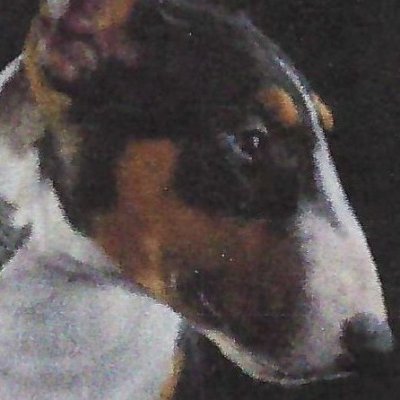 Tibetan95380's profile picture. 