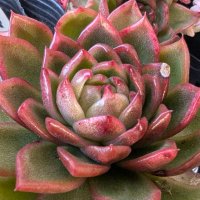 ☃ドグマχ🌿code_№S74x_by友成 星司🔖 (@sectionalmaster) 's Twitter Profile