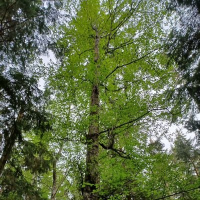 logantyc92's profile picture. Blue Collar, Husband, 🇺🇸 patriot