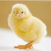 Pinto4cm's profile picture. (um belo pinto que só traduz mangas)

Discord:https://t.co/abjZRQqmJ6