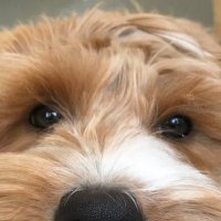 Henry Cross (@6_hxx) 's Twitter Profile