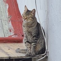 Eugene Vaughan (@eeugenev) 's Twitter Profile