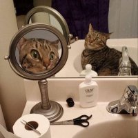 Yuihana (@yuisolh) 's Twitter Profile