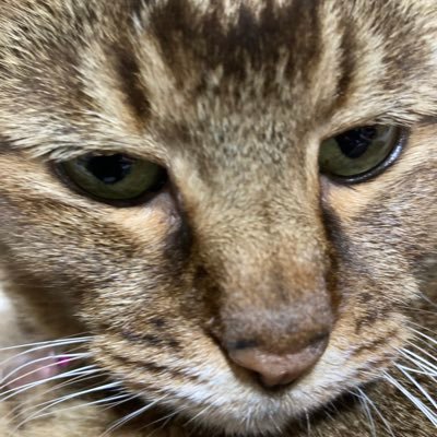 伊豆アニマルキングダム推し🐯✨ 鳥羽水族館推し🦦✨ 動物園🐯水族館🦦大好き🥰藁貴族🌾✨ 写真嫌いの🐱と同居中✨