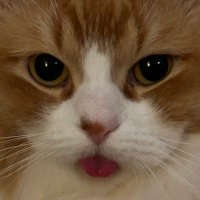 brown (@brontolan) 's Twitter Profile Photo brown (@brontolan) 's Twitter Profile Photo